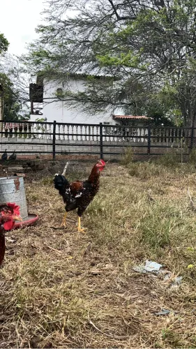 Frango GSb