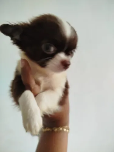 Chihuahua, shitzhu e pinscher 
