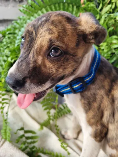 Cachorrinhos para doação castração garantida