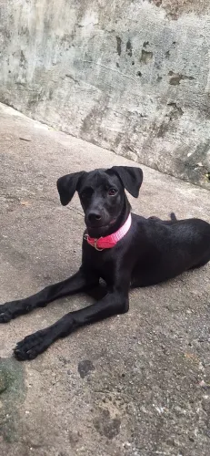 Cachorra fêmea pra adoção responsável 