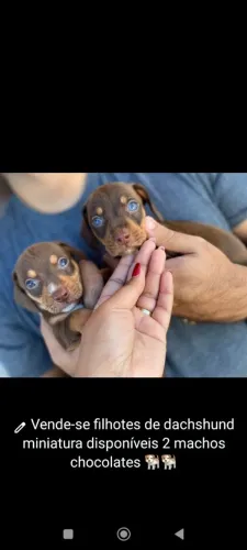 Filhotes de dachshund miniatura