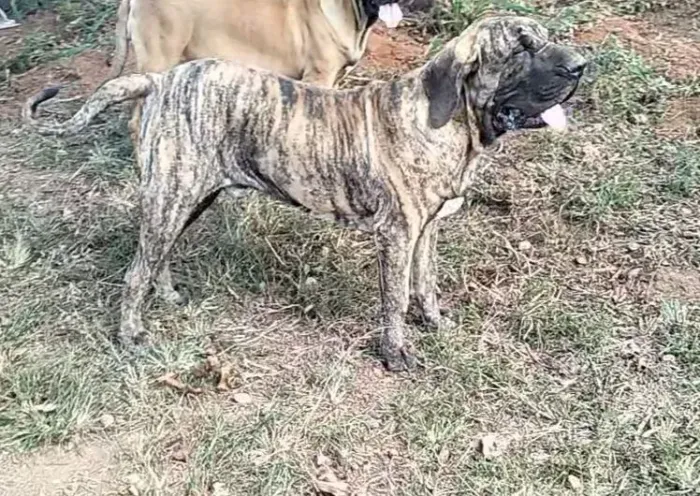 Filhote de fila brasileiro 