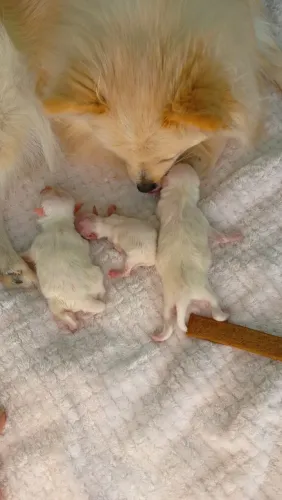 Troca de cachorro