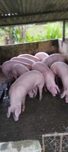 Porcos 