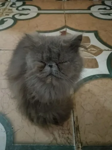 Vendo gato persa adulto 
