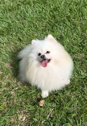 Lulu da palmerania