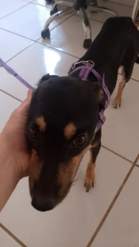 Para adoção! 