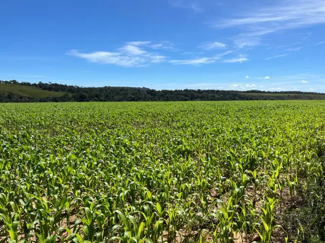 Fazenda 344 Hectares em Pirenópolis-GO | Acesso pela BR-070
