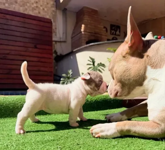 Filhotes American Bully Premium - Pedigree - Linhagem Lilac x Exotic