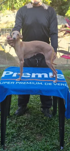 Galgo Italiano Femea cor Clara