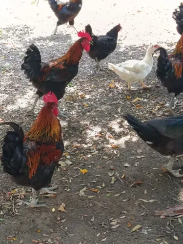 Galo caipirão africano