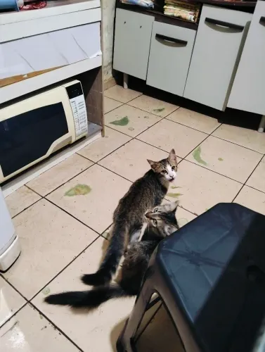 Casal de gatos pra doação