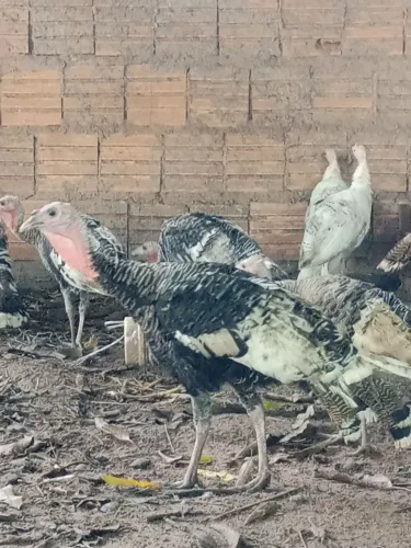 Casal de Peru 