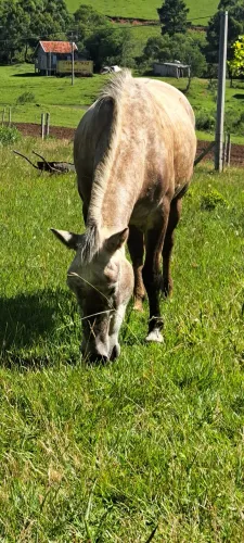Tordilho !!! Cavalo Crioulo Castrado !!!