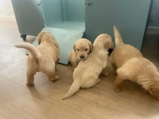 Golden Retriever maravilhosa