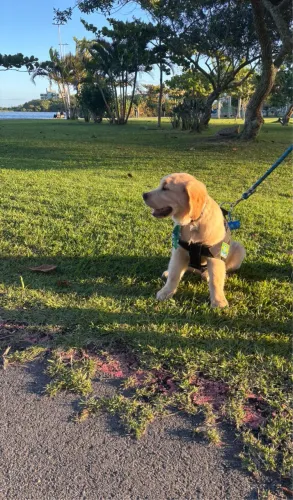Golden retriever 4 meses