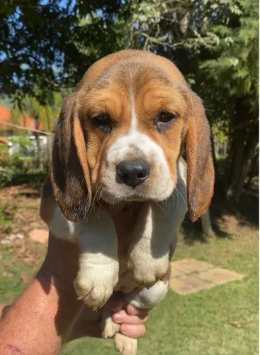 Beagles