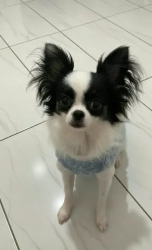 Chihuahua