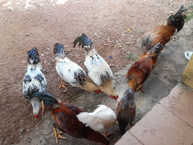 Frango caipira limpo congelado...caipira mesmo