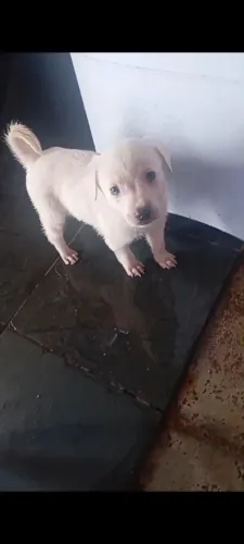 Filhotes lindos de labradores
