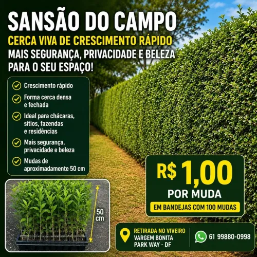 Sansão do Campo - Segurança, privacidade, beleza e crescimento rápido - Mudas de 50 cm