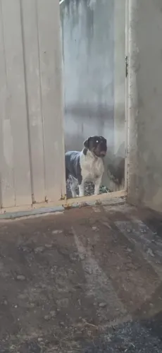 Buldogue Campeiro Fêmea 
