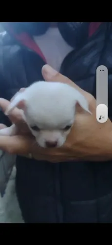 Chihuaua macho pelo curto