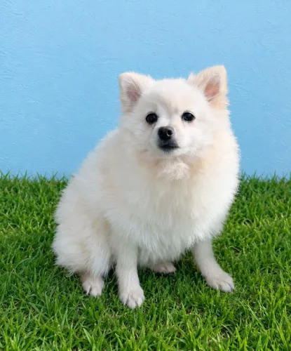 Fêmea de Lulu da Pomerânia