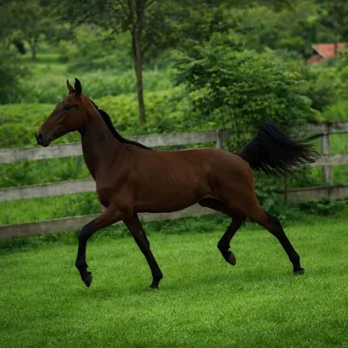 Potro Argentino Americam Trotter puro