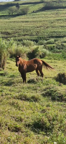 Fazenda à Venda, 102 alqueires, pastagem e plantio, com casas sede, funcionários e Colonia