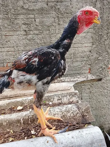 Índio gigante