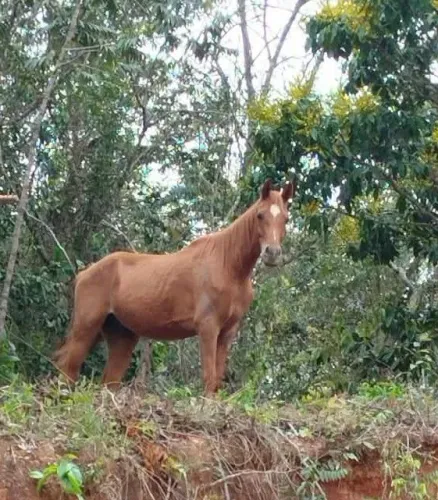 Cavalo a venda 