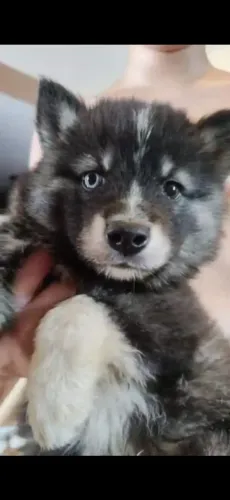 Último husky na promoção