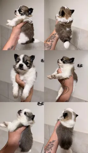 Spitz alemão 
