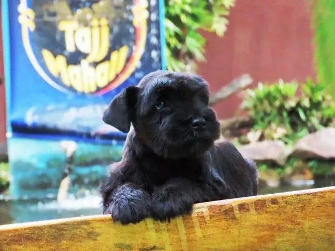 Schnauzer Miniatura Preto Macho Microchip 3760 Tajj Mahall Curitiba Vacina importada