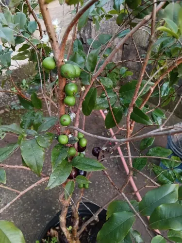 Mudas de jabuticaba 