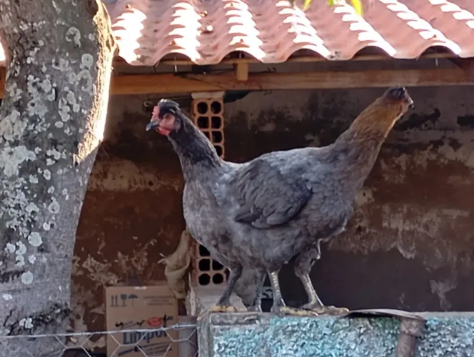 Frangas Gsb
