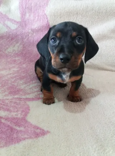 Casal de filhotes dachshund salsichinha