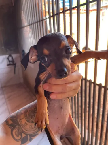 Vendo dois filhote de  Pinscher 