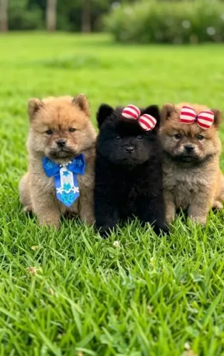 Filhotes de Chow Chow 
