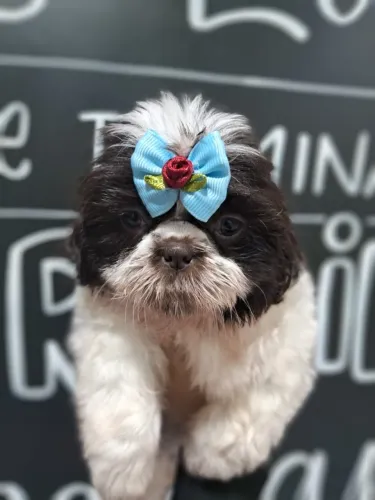 Porte Pequeno Fêmea de pelo longo, entrega imediata! - 10x no cartão sem juros