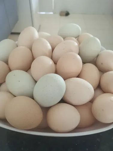 Ovos de galinha Brahma