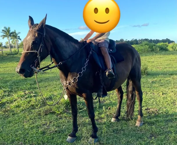 Égua mangalarga