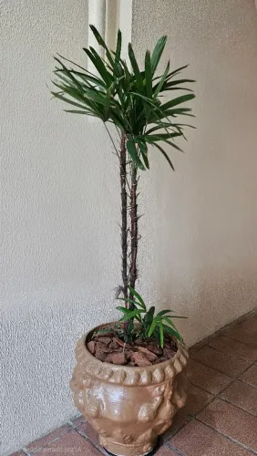 Vaso completo com Palmeira Ráfia adulta