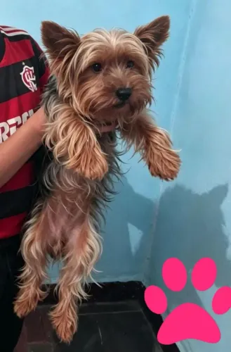 Casal de Yorkshire Disponível (saúde perfeita) 