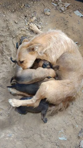 Doa-se cachorrinho da raça pequena