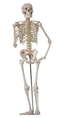Esqueleto humano