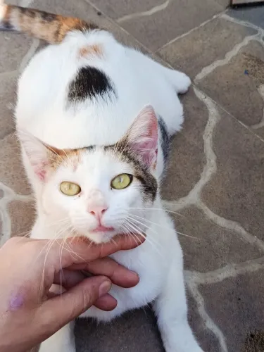 Adoção Responsável Gatinha 