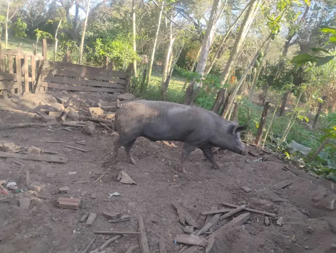 Vende se