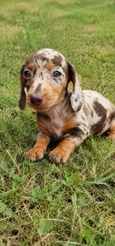 Salsichinha/Dachshund/Mofadinho - filhotes a pronta entrega!